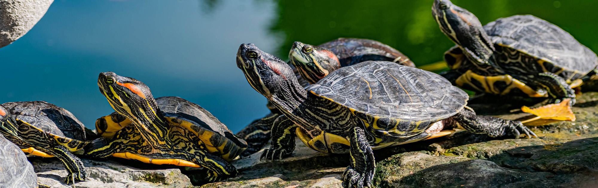 Aquarienladen -Aquarienladen 1