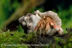 5 Kleine Landeinsiedlerkrebse, Coenobita Spec. 15 5 Kleine Landeinsiedlerkrebse, Coenobita Spec. -Aquarienladen 12441 Landeinsiedlerkrebs Coenobita pseudorugosus