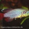 Killifisch Torfansatz Nothobranchius Guentheri Red, 30 Eier -Aquarienladen 16029 Killifisch Torfansatz Nothobranchius guentheri red