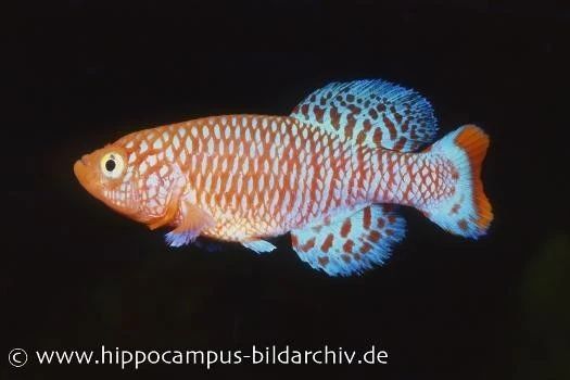 Killifisch Torfansatz Nothobranchius Rachovii, 30 Eier 4 Killifisch Torfansatz Nothobranchius Rachovii, 30 Eier – Bild 2