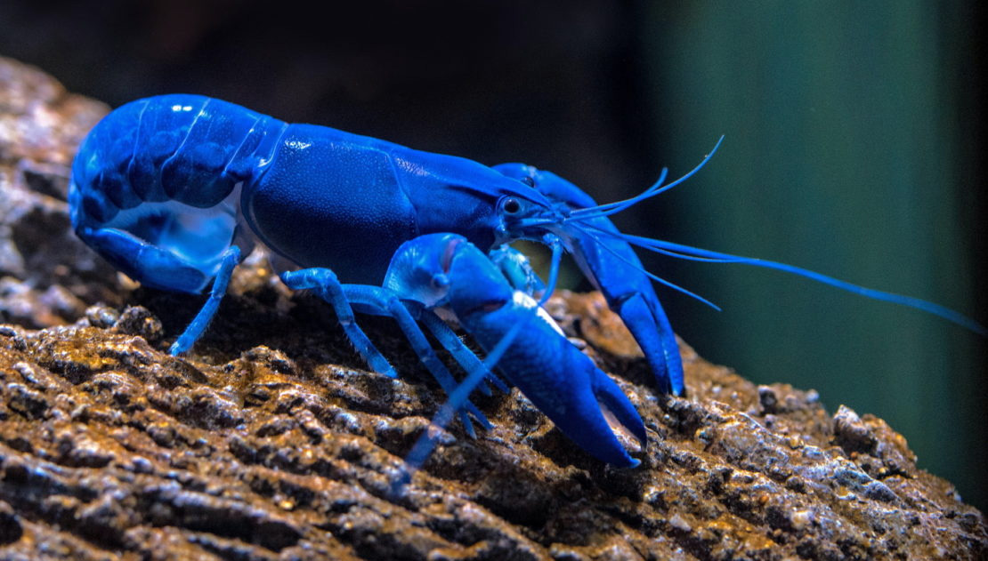 Aquarienladen -Aquarienladen 2