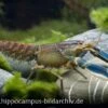 Blau-Rosa Krebs, Cherax Pulcher 1 Blau-Rosa Krebs, Cherax Pulcher -Aquarienladen 3241 Blau Rosa Krebs Cherax sp Irian Jaya