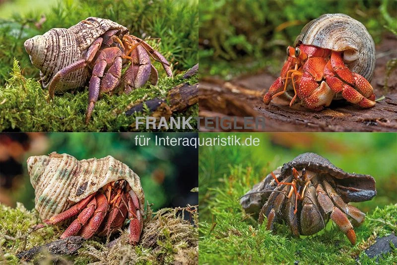 5 Kleine Landeinsiedlerkrebse, Coenobita Spec. 3 5 Kleine Landeinsiedlerkrebse, Coenobita Spec.