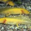 Axolotl Goldfarben, Ambystoma Mexicanum 1 Axolotl Goldfarben, Ambystoma Mexicanum -Aquarienladen 80065 Axolotl goldfarben Ambystoma mexicanum