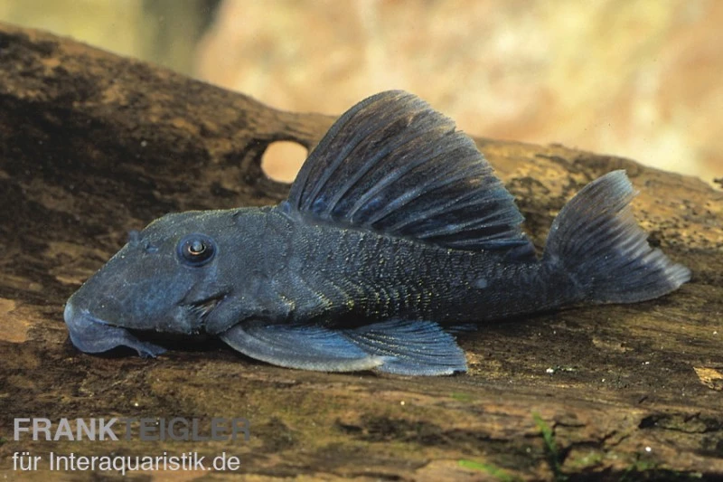 Blauer Zwergharnischwels, Ancistrini Spec. L239 3 Blauer Zwergharnischwels, Ancistrini Spec. L239