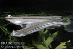 Vieraugen, Anableps Anableps