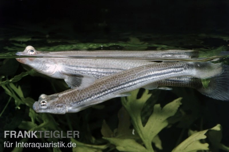 Vieraugen, Anableps Anableps 3 Vieraugen, Anableps Anableps