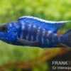 Aulonocara Nyassae "Blue" 2 Aulonocara Nyassae "Blue" -Aquarienladen 80270 Aulonocara nyassae Blue Nachzucht 7 9 cm