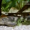 Saugmaulwels, Hypostomus Plecostomus -Aquarienladen 81117 Saugmaulwels Hypostomus plecostomus