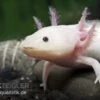 Axolotl Weißling, Ambystoma Mexicanum -Aquarienladen 82875 Axolotl Weissling Ambystoma mexicanum
