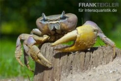 Indonesische Riesenlandkrabbe, Cardisoma Carnifex -Aquarienladen 82992 Cardisoma carnifex 3