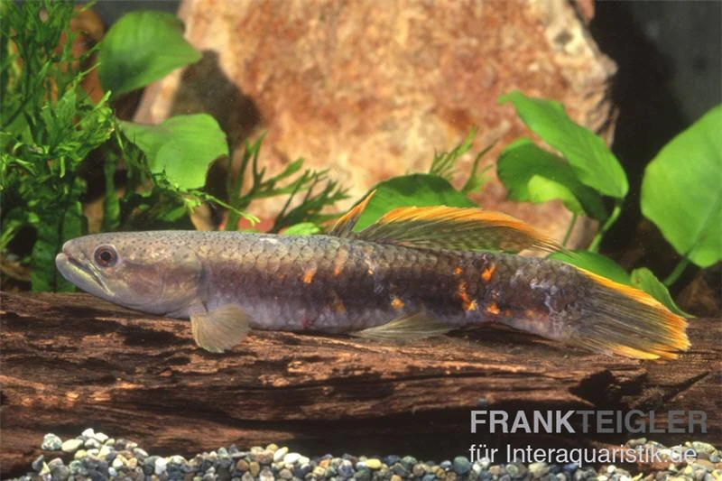 Roter Wolfsalmler Sp. Peru, Erythrinus Sp. Peru Red 5 Roter Wolfsalmler Sp. Peru, Erythrinus Sp. Peru Red – Bild 3