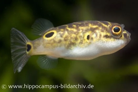 Augenfleck-Kugelfisch, Tetraodon Biocellatus, 2-3 Cm 3 Augenfleck-Kugelfisch, Tetraodon Biocellatus, 2-3 Cm