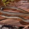 Ägyptische Sandrennnatter, Psammophis Sibilans -Aquarienladen Aegyptische Sandrennnatter Psammophis sibilans 01