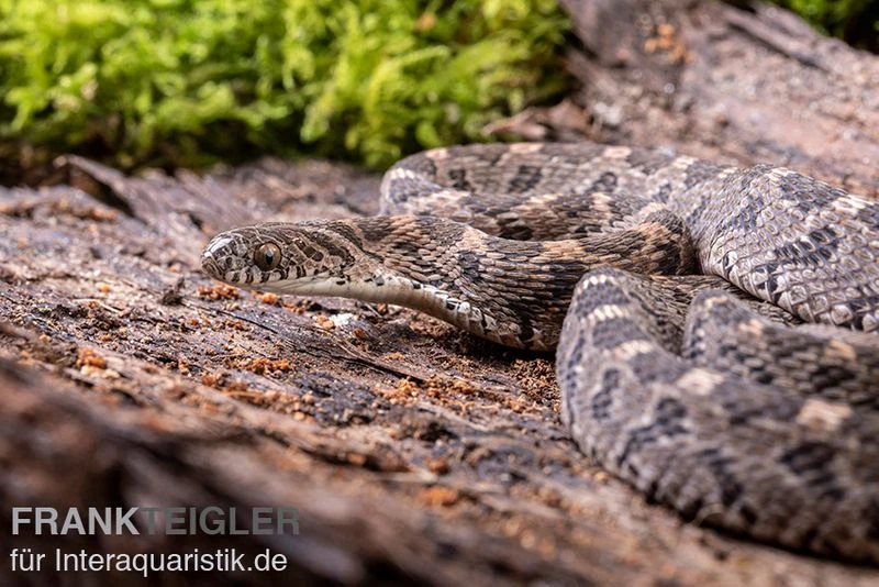 Afrikanische Eierschlange, Dasypeltis Scabra 4 Afrikanische Eierschlange, Dasypeltis Scabra – Bild 2