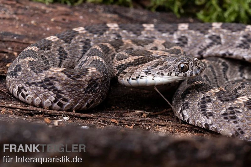 Afrikanische Eierschlange, Dasypeltis Scabra 5 Afrikanische Eierschlange, Dasypeltis Scabra – Bild 3
