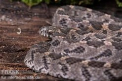 Afrikanische Eierschlange, Dasypeltis Scabra 12 Afrikanische Eierschlange, Dasypeltis Scabra -Aquarienladen Afrikanische Eierschlange Dasypeltis scabra neu 4