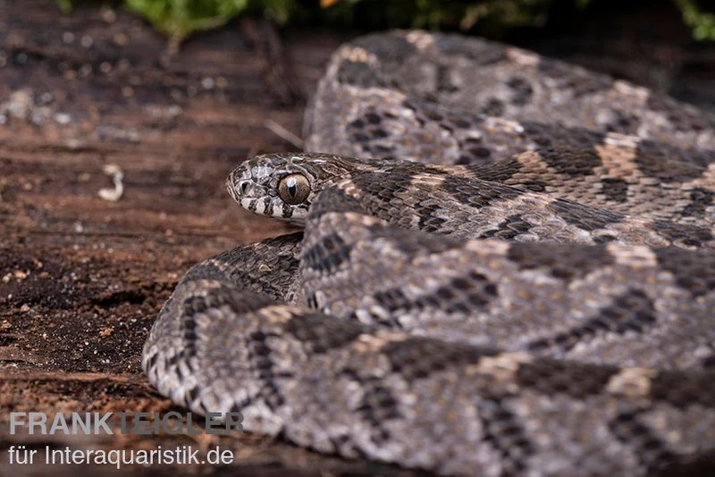 Afrikanische Eierschlange, Dasypeltis Scabra 6 Afrikanische Eierschlange, Dasypeltis Scabra – Bild 4
