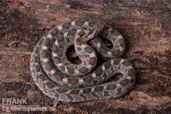 Afrikanische Eierschlange, Dasypeltis Scabra 13 Afrikanische Eierschlange, Dasypeltis Scabra -Aquarienladen Afrikanische Eierschlange Dasypeltis scabra neu 5