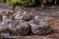 Afrikanische Eierschlange, Dasypeltis Scabra 14 Afrikanische Eierschlange, Dasypeltis Scabra -Aquarienladen Afrikanische Eierschlange Dasypeltis scabra neu 6