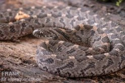 Afrikanische Eierschlange, Dasypeltis Scabra 15 Afrikanische Eierschlange, Dasypeltis Scabra -Aquarienladen Afrikanische Eierschlange Dasypeltis scabra neu 9