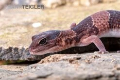 Afrikanischer Fettschwanzgecko, Hemitheconyx Caudicinctus 12 Afrikanischer Fettschwanzgecko, Hemitheconyx Caudicinctus -Aquarienladen Afrikanischer Fettschwanzgecko Hemitheconyx caudicinctus 1