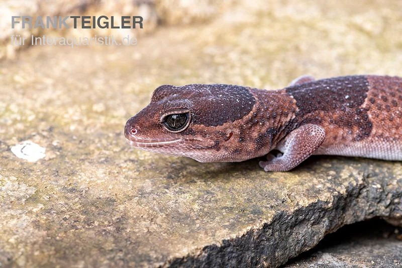 Afrikanischer Fettschwanzgecko, Hemitheconyx Caudicinctus 6 Afrikanischer Fettschwanzgecko, Hemitheconyx Caudicinctus – Bild 4