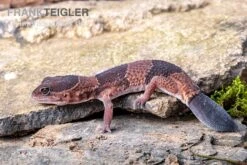 Afrikanischer Fettschwanzgecko, Hemitheconyx Caudicinctus 14 Afrikanischer Fettschwanzgecko, Hemitheconyx Caudicinctus -Aquarienladen Afrikanischer Fettschwanzgecko Hemitheconyx caudicinctus 3