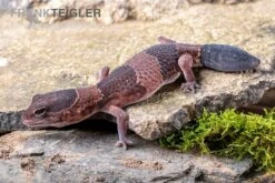 Afrikanischer Fettschwanzgecko, Hemitheconyx Caudicinctus 15 Afrikanischer Fettschwanzgecko, Hemitheconyx Caudicinctus -Aquarienladen Afrikanischer Fettschwanzgecko Hemitheconyx caudicinctus 4