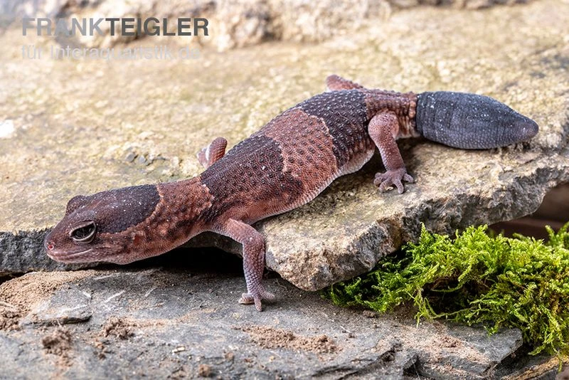 Afrikanischer Fettschwanzgecko, Hemitheconyx Caudicinctus 8 Afrikanischer Fettschwanzgecko, Hemitheconyx Caudicinctus – Bild 6