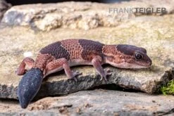 Afrikanischer Fettschwanzgecko, Hemitheconyx Caudicinctus 16 Afrikanischer Fettschwanzgecko, Hemitheconyx Caudicinctus -Aquarienladen Afrikanischer Fettschwanzgecko Hemitheconyx caudicinctus 5