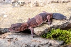Afrikanischer Fettschwanzgecko, Hemitheconyx Caudicinctus 17 Afrikanischer Fettschwanzgecko, Hemitheconyx Caudicinctus -Aquarienladen Afrikanischer Fettschwanzgecko Hemitheconyx caudicinctus neu 1