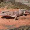 Afrikanischer Fettschwanzgecko, Hemitheconyx Caudicinctus 1 Afrikanischer Fettschwanzgecko, Hemitheconyx Caudicinctus -Aquarienladen Afrikanischer Fettschwanzgecko Hemitheconyx caudicinctus neu 2