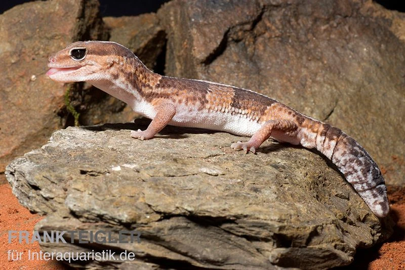 Afrikanischer Fettschwanzgecko, Hemitheconyx Caudicinctus 4 Afrikanischer Fettschwanzgecko, Hemitheconyx Caudicinctus – Bild 2
