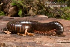 Afrikanischer Riesentausendfüßer, Archispirostreptus Gigas -Aquarienladen Afrikanischer Riesentausendfuesser Archispirostreptus gigas 03