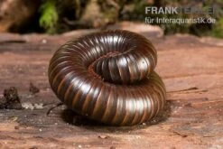 Afrikanischer Riesentausendfüßer, Archispirostreptus Gigas -Aquarienladen Afrikanischer Riesentausendfuesser Archispirostreptus gigas 05