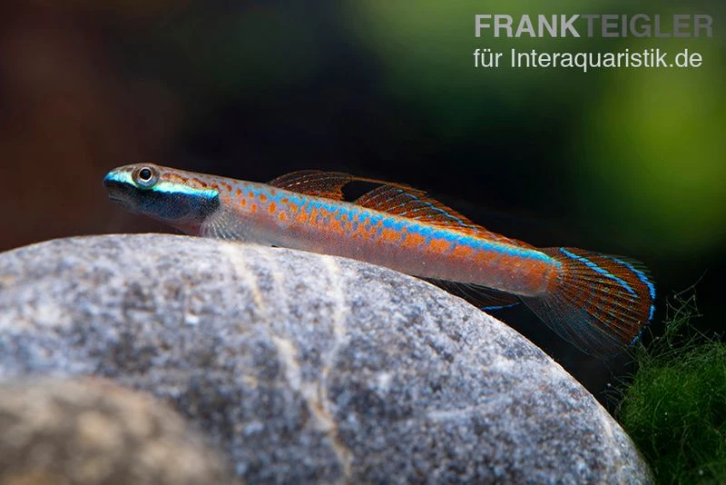 Annieae-Grundel, Stiphodon Annieae, 1 Paar 5 Annieae-Grundel, Stiphodon Annieae, 1 Paar – Bild 3