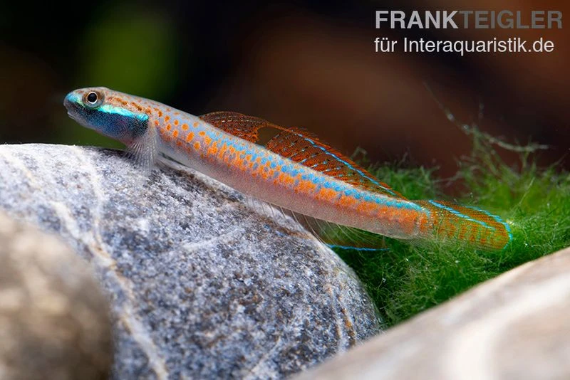 Annieae-Grundel, Stiphodon Annieae, 1 Paar 6 Annieae-Grundel, Stiphodon Annieae, 1 Paar – Bild 4