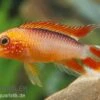 Zwergbuntbarsch, Apistogramma Agassizii Fire Red, Paarweise 1 Zwergbuntbarsch, Apistogramma Agassizii Fire Red, Paarweise -Aquarienladen Apistogramma agassizii Superred