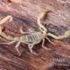 Arizona Bark Scorpion, Centruroides Sculpturatus 2 Arizona Bark Scorpion, Centruroides Sculpturatus -Aquarienladen Arizona Bark Scorpion Centruroides sculpturatus 1