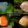 3 X Diskusfisch ASIA-NZ Im Mix, Symphysodon Discus, S 5-6 Cm -Aquarienladen Asia Discus Bundle 2
