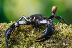 Asia-Skorpion, Heterometrus Longimanus -Aquarienladen Asia Skorpion Heterometrus longimanus 3