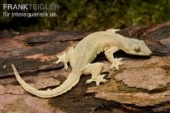 Bestseller 10 Asiatischer Hausgecko, Hemidactylus Frenatus