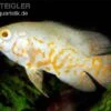 Pfauenaugenbuntbarsch, Roter Tiger Albino Oscar, Astronotus Ocellatus Red Tiger Albino 2 Pfauenaugenbuntbarsch, Roter Tiger Albino Oscar, Astronotus Ocellatus Red Tiger Albino -Aquarienladen Astronotus ocellatus Red Tiger ALBINO
