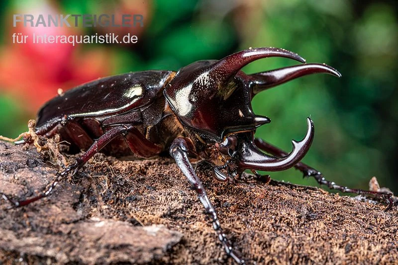 Atlaskäfer, Chalcosoma Atlas 3 Atlaskäfer, Chalcosoma Atlas