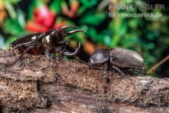 Atlaskäfer, Chalcosoma Atlas 9 Atlaskäfer, Chalcosoma Atlas -Aquarienladen Atlaskaefer Chalcosoma atlas 3