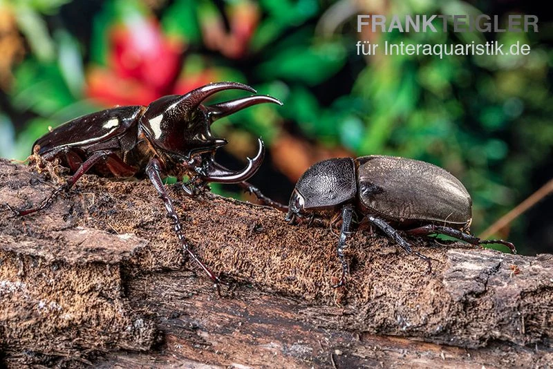 Atlaskäfer, Chalcosoma Atlas 5 Atlaskäfer, Chalcosoma Atlas – Bild 3
