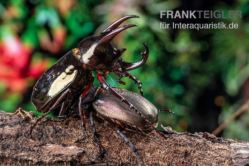 Atlaskäfer, Chalcosoma Atlas 7 Atlaskäfer, Chalcosoma Atlas – Bild 5