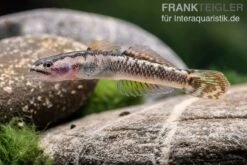 Aureofuscus-Grundel, Stiphodon Aureofuscus, 1 Paar -Aquarienladen Aureofuscus Grundel Stiphodon aureofuscus 3