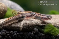 Aureofuscus-Grundel, Stiphodon Aureofuscus, 1 Paar -Aquarienladen Aureofuscus Grundel Stiphodon aureofuscus 4